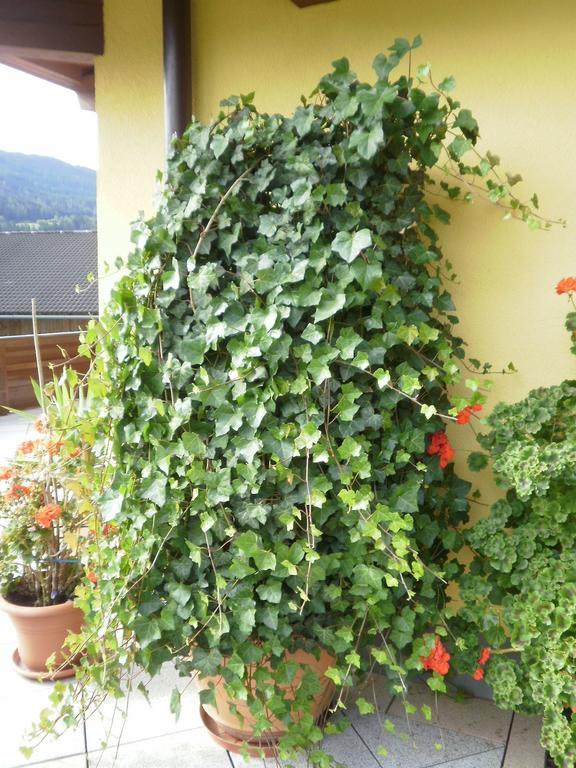 Hotel Haus Vordertiefenbach Wagrain Zewnętrze zdjęcie